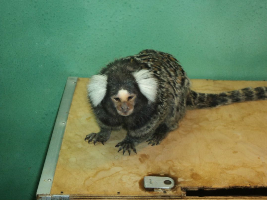 Вячеслав Трофимовский | Санкт-Петербург