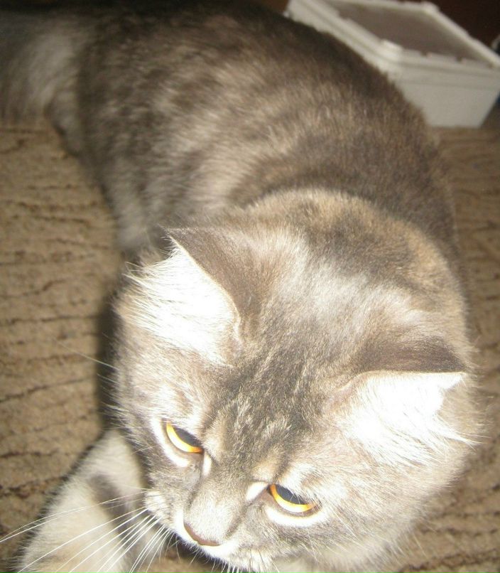 Анастасия Мамонова | Днепр (Днепропетровск)