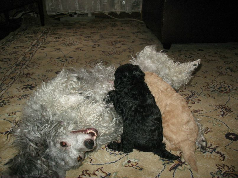 Ирина Зарина | Вольск