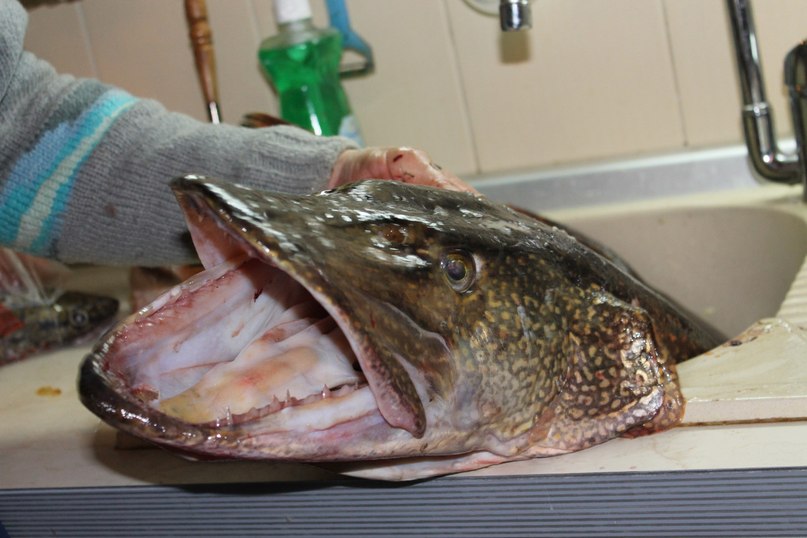 Наталья Фомина | Самара