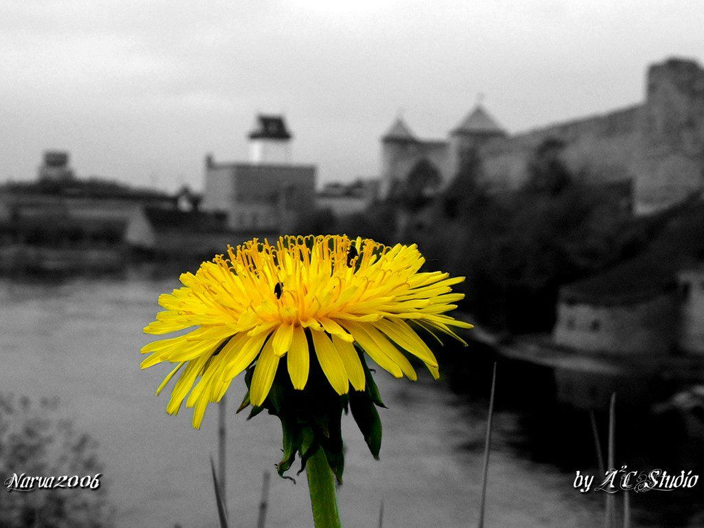 Nastya Winx bloom | Москва