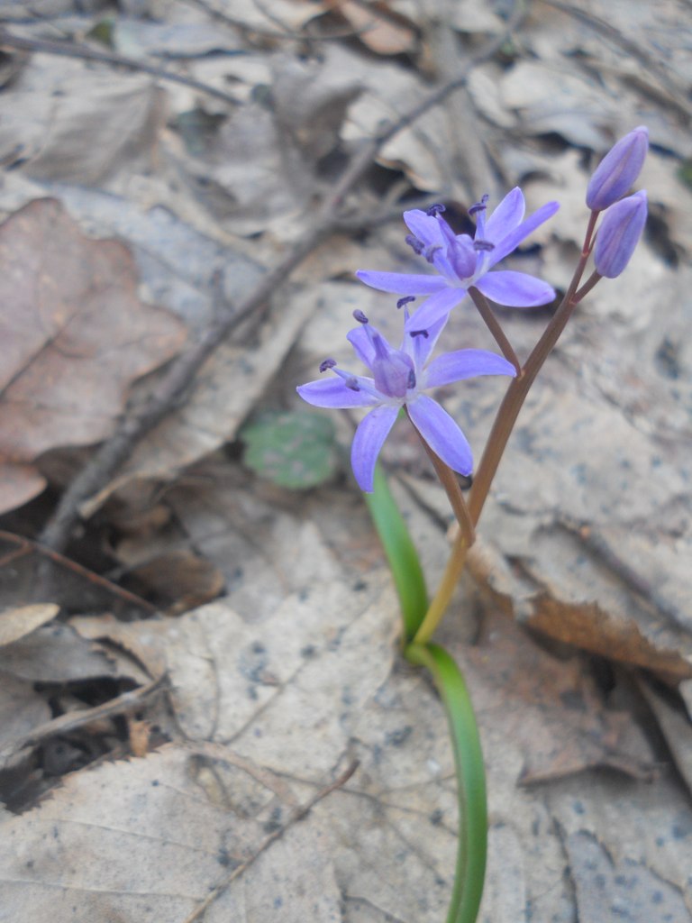 Наташа Лаврова | Ужгород
