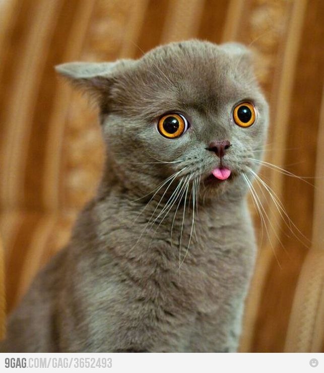 Максим Крид | Великий Новгород