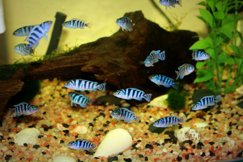 Вероника Жильцова -‘๑’- | Пермь