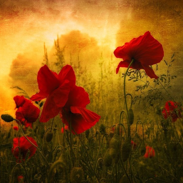 Юрий Тверезовский | 