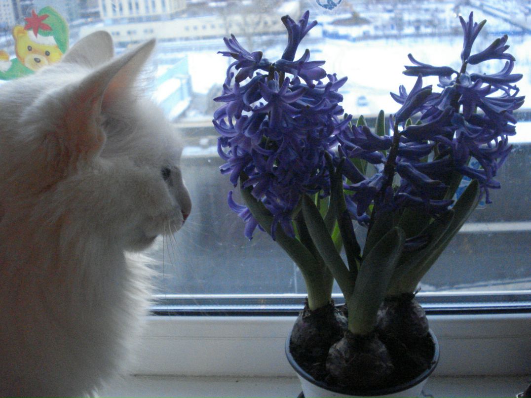 Наталия Бобкова | Санкт-Петербург