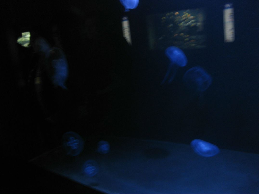 Suren Akopov | Москва