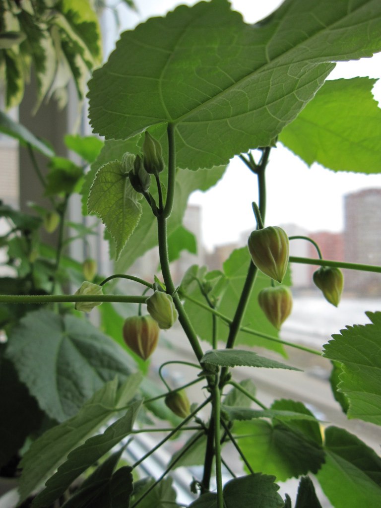 Светлана Серб | Санкт-Петербург