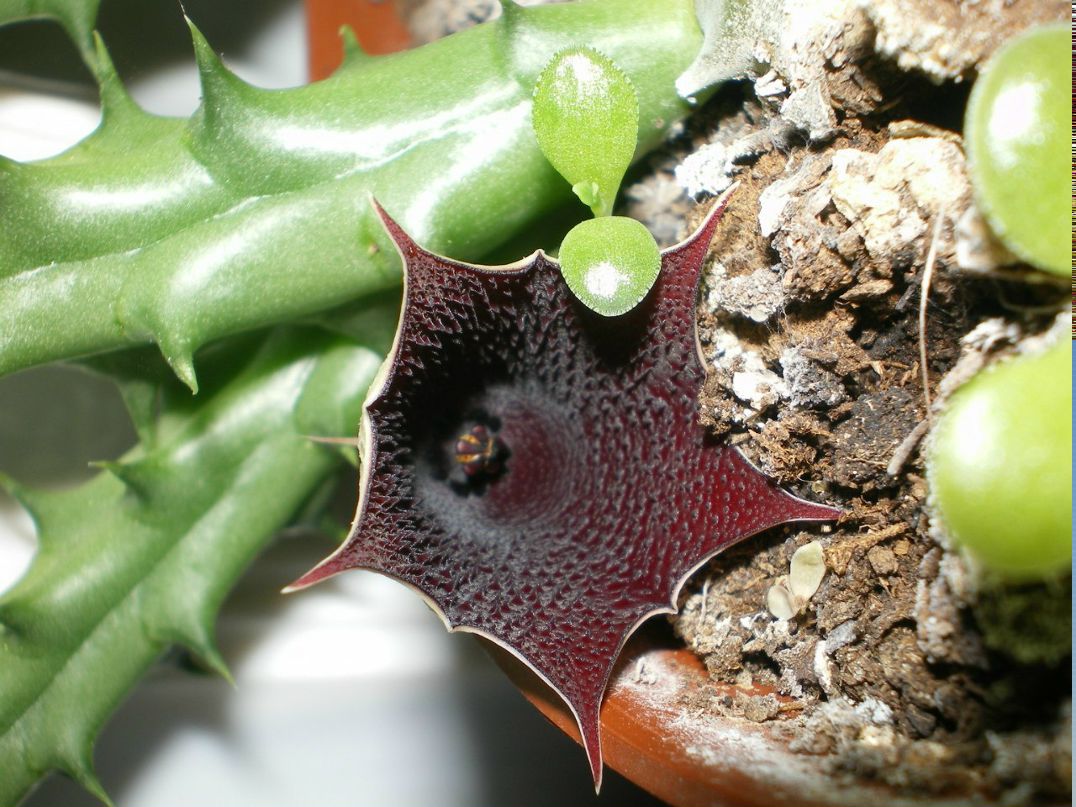 Анна Калашникова (Баранова) | Санкт-Петербург