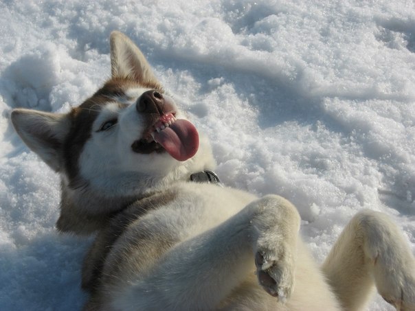 Елена Евдокимова | Купянск