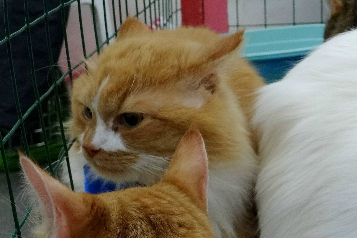 Ирина Решетова | Санкт-Петербург