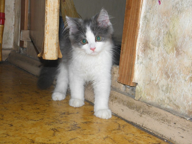 Лариса Колесник | Москва