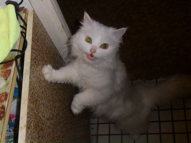 Виктор Корнеев | Зеленоград