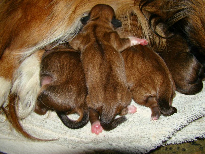 №85, Анастасія Українець, Черновцы №85, Анастасія Українець, Черновцы