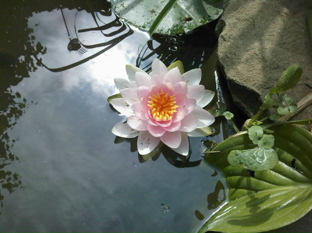 Ирина Растворова | Макеевка