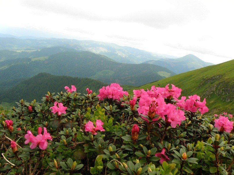 Наталія Тацишин-Войчишин | Ивано-Франковск