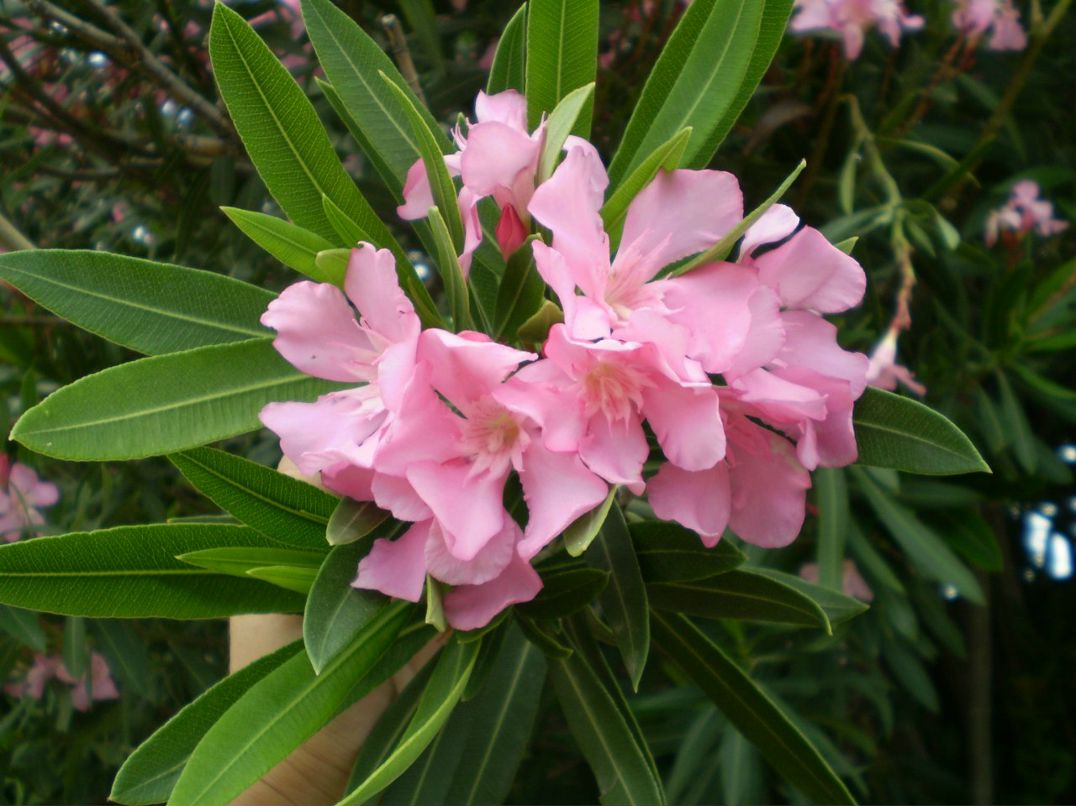 Юлия Григорьева | 