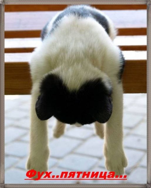 Kungfu Panda | Орёл