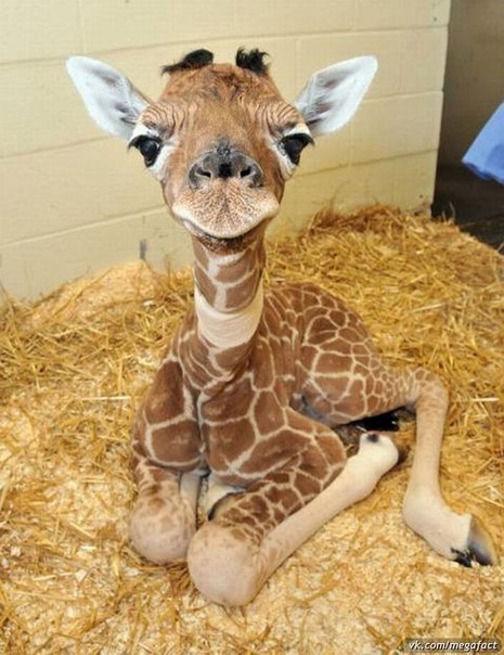 Ольга Черникова | Москва