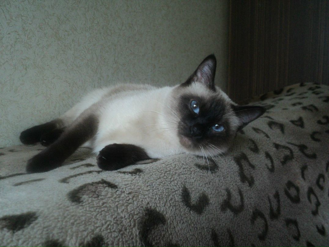 Иван Петров | Москва