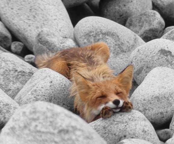 Alice Краса Лиса-Чернобурая | Дивногорск