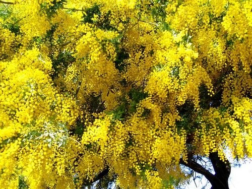 Валентина Алик | 