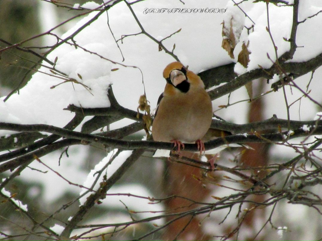 Владислав Гугалов СЭНСЭЙ | Бобруйск
