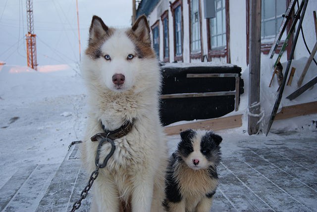 Сергей Смоленцев | Санкт-Петербург
