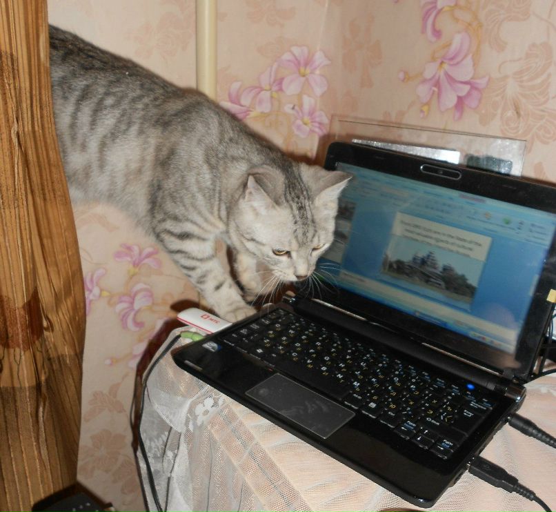 Виктория Победа *Викулька* | Кемерово