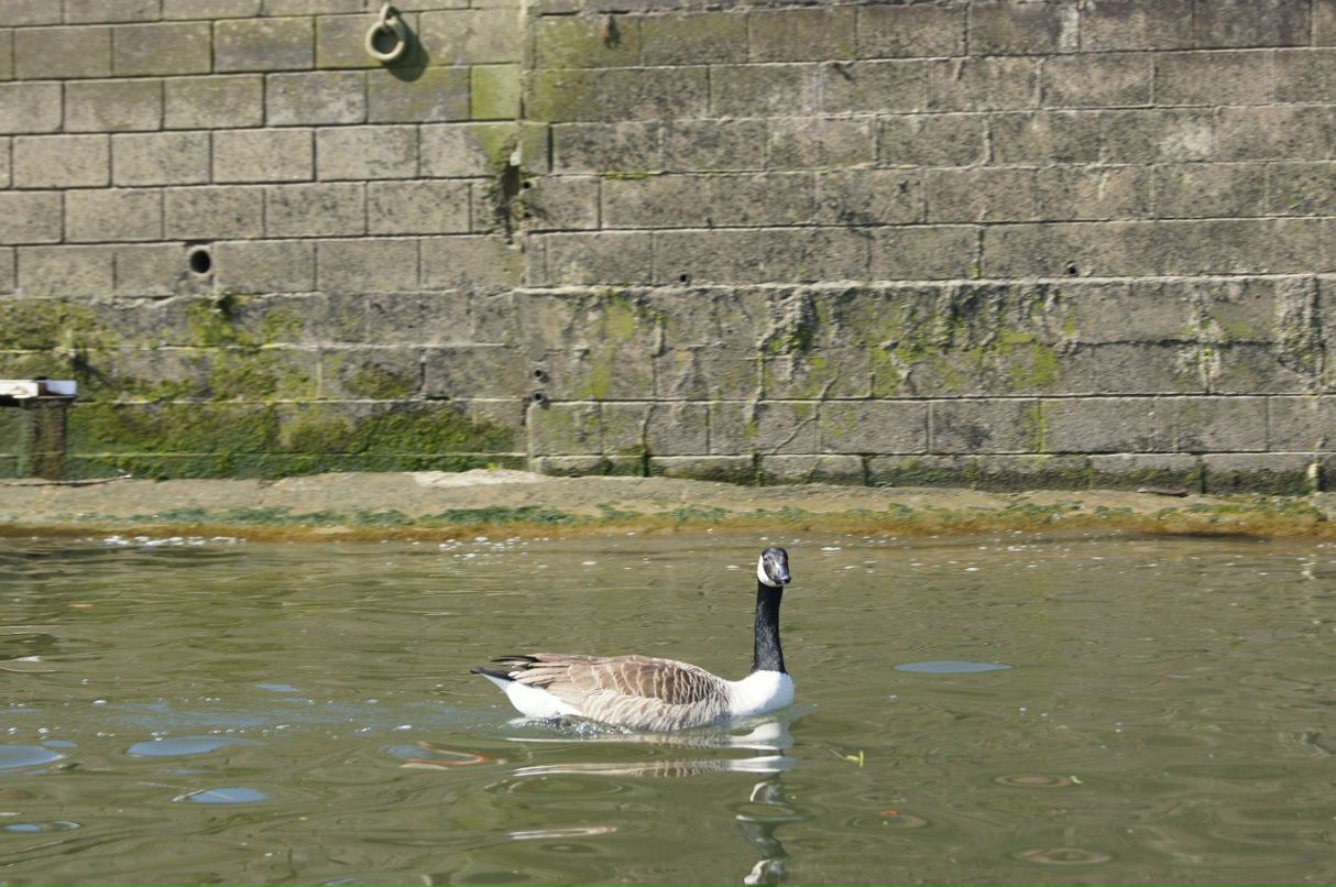 Аня Исакий | Ставрополь