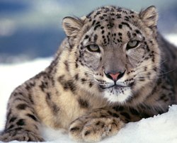 Алексей Алексеев | Краснодар