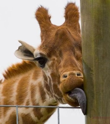 Анфиса Осипова | 