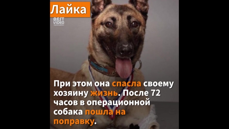 Собаки, рискнувшие жизнью ради
