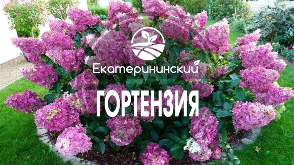 Питомник Растений Екатерининский Валдай Интернет Магазин