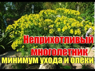 Неприхотливый МНОГОЛЕТНИК для занятых садоводов! Цветет 2 РАЗА за лето!  ДАЧА УДАЧИ