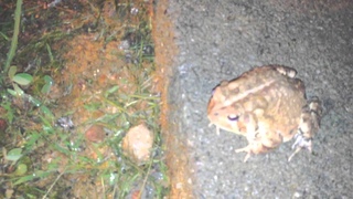 Guy talks a frog into staying alive!