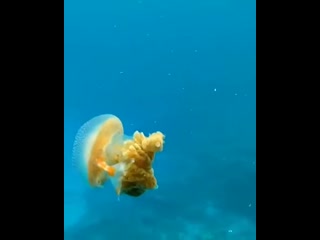 Fish caught in a jellyfish