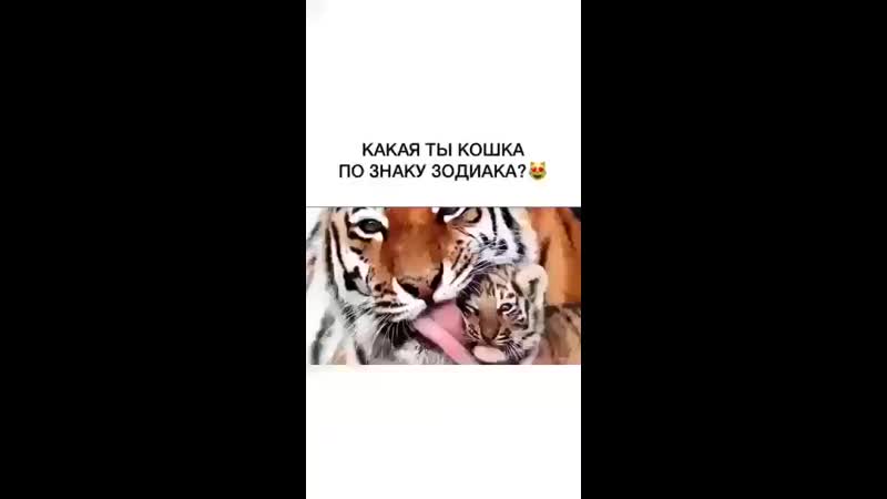 Видео от Small Cats питомник породы той