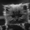 Аватар: Владочка Постникова