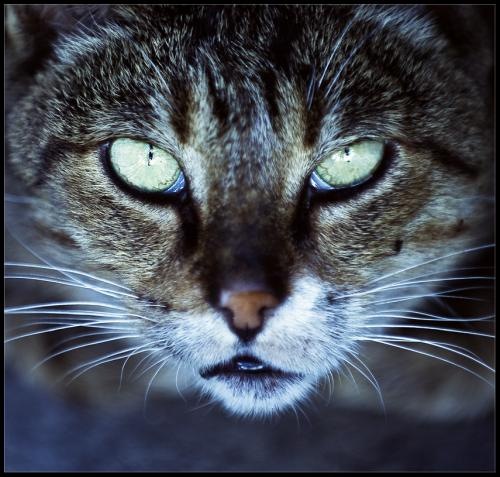 №161, Елена Ковалёва, Химки, Россия №161, Елена Ковалёва, Химки, Россия