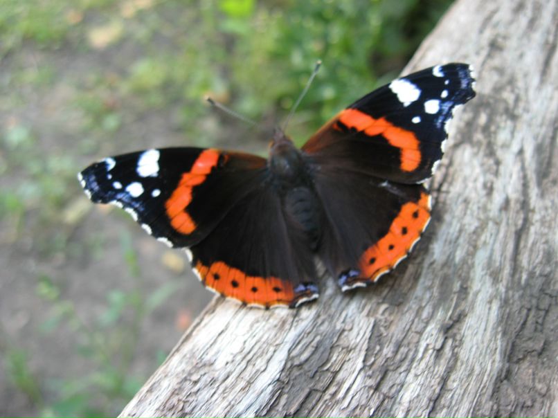 Дина Льдинка | Липецк