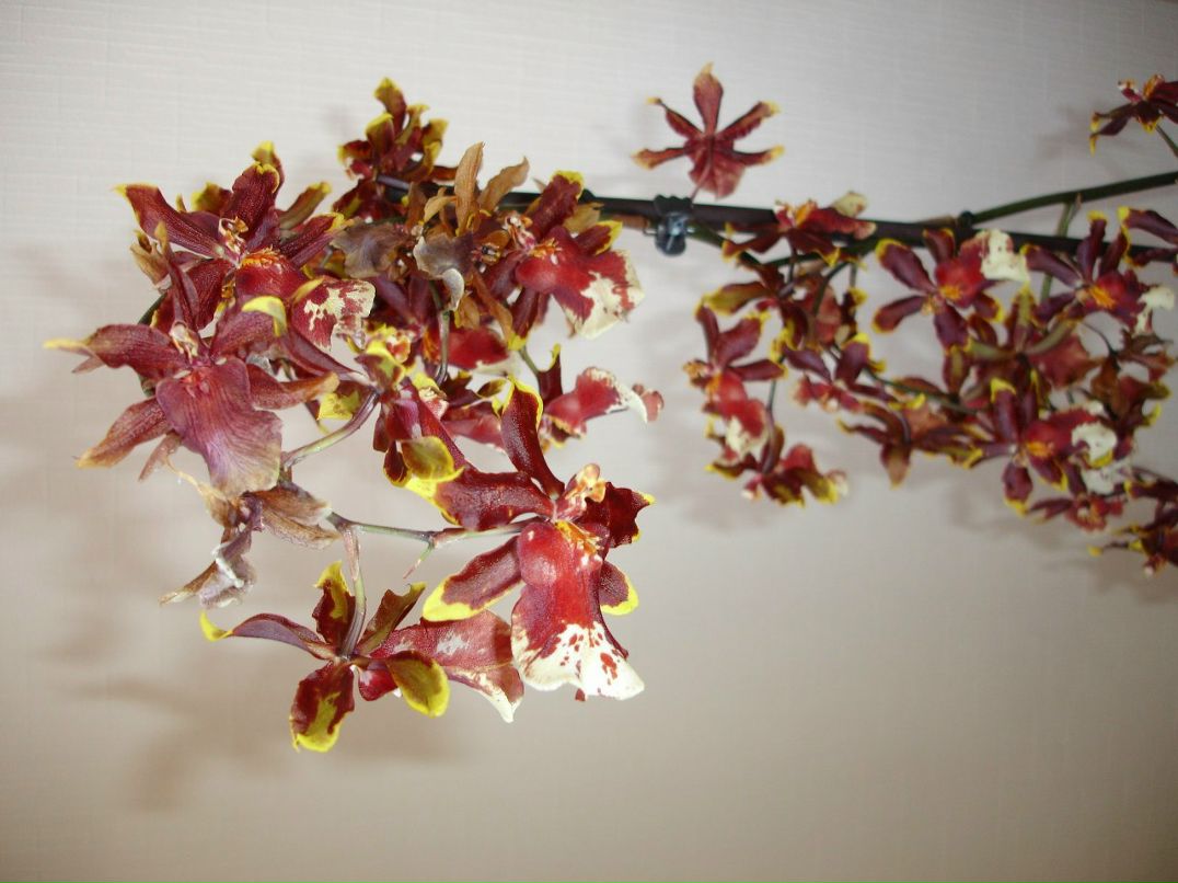 Валентина Косикова | Симферополь