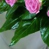 №86, Версалия Соколова, 35 лет №86, Версалия Соколова, 35 лет