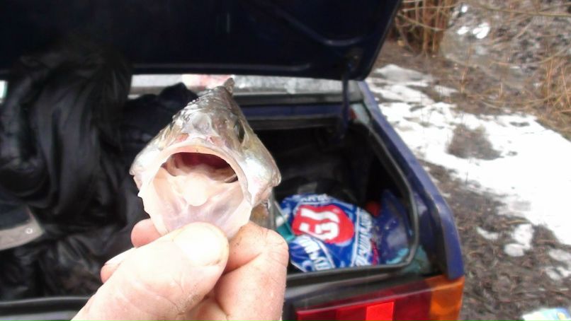 Алексей Тарасов | Великие Луки