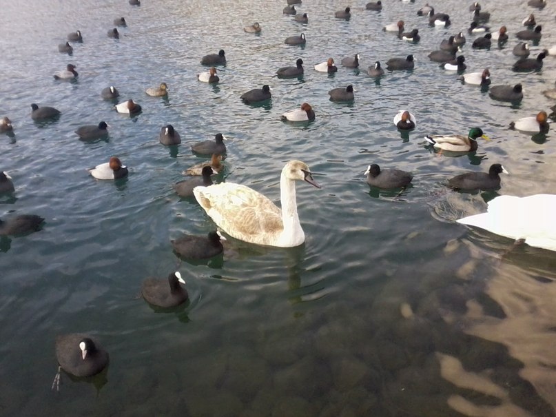 Оля Иванкова | Севастополь