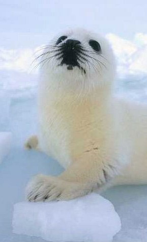 Саша Зленко Desperation | Москва