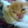 Аватар: Сансаныч Гуляев