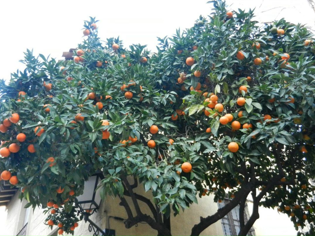 Галина Бугрова | Москва