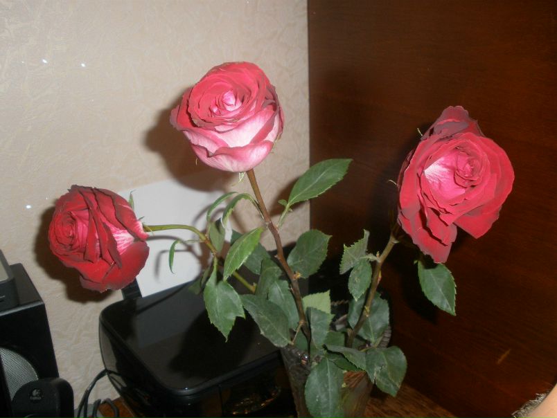 №51, Tonechka Тищенко, Киев №51, Tonechka Тищенко, Киев