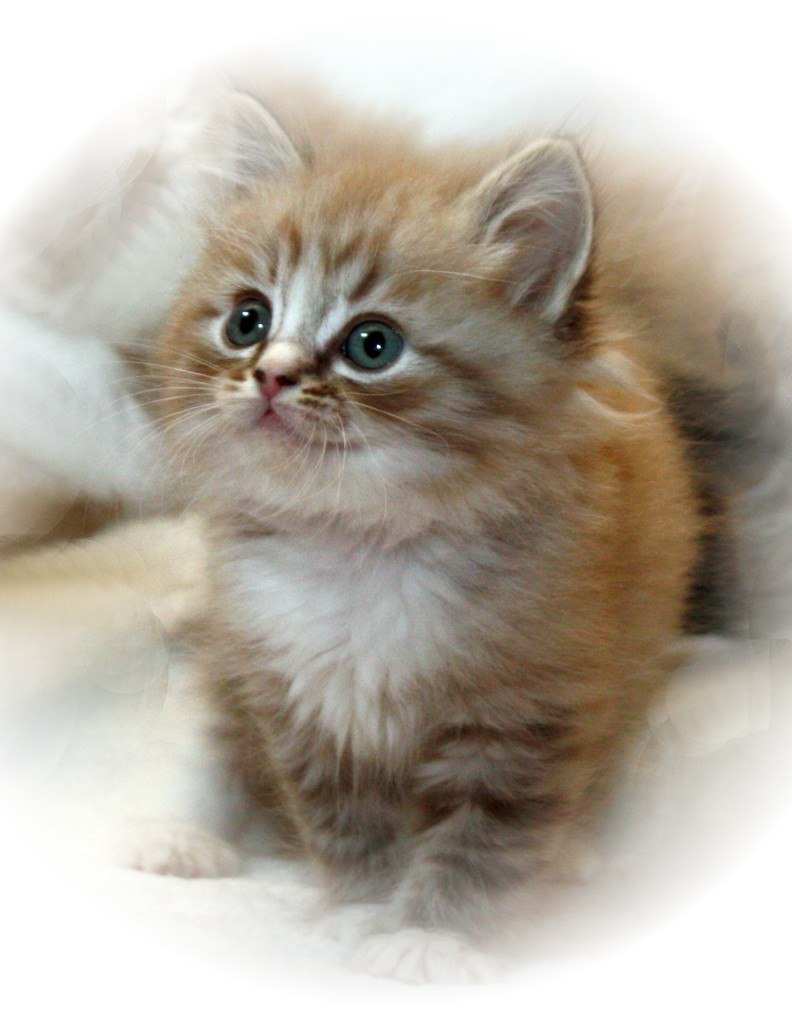 Маринка Ростокина | Николаев